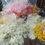 Jardín celebra su tradicional Festival de La Rosa 15940843_10154505748369900_8855710163930700045_n.jpg