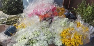 Jardín celebra su tradicional Festival de La Rosa 15940843_10154505748369900_8855710163930700045_n.jpg