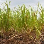 En Salgar le apuestan a la agroindustria panelera agriculture-70956_960_720.jpg