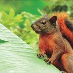 Seres capaces de sentir dolor Medioambiente Colombia