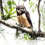 El hábitat del búho de anteojos en Ciudad Bolívar está amenazado de desaparecer banner_principal21.jpg