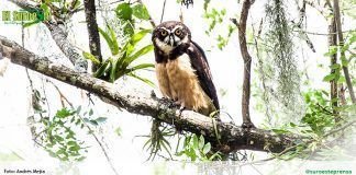 El hábitat del búho de anteojos en Ciudad Bolívar está amenazado de desaparecer banner_principal21.jpg