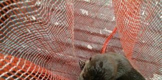 Corantioquia rescató a una nutria c1xqn4_wqae49hr.jpg