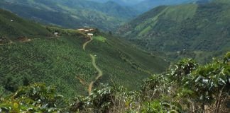 Cuidados del agua en temporada cafetera cafe_3.jpg