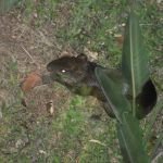 Suroeste: tenemos como vecino a un roedor sembrador de árboles guatin_web.jpg