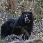 Un corredor para proteger a los osos y a otras especies oso-andino-bolivia-mongabay-latam-1.jpg