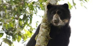 Oso de Anteojos en el Suroeste