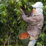Para recolección de cosecha cafetera se necesita el apoyo de 85 mil chapoleros Café