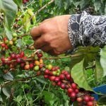 Siete municipios del Suroeste requieren apoyo para cosecha cafetera