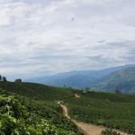 Cosecha cafetera: se llenó la taza pero no el bolsillo