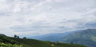 Cosecha cafetera: se llenó la taza pero no el bolsillo