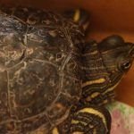 Recuperada tortuga hicotea en el municipio de Andes