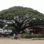 El Suroeste empieza el año con un feminicidio