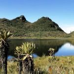 Apuestas para que el oso de anteojos no pierda su hogar