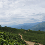 Ambiente en el Suroeste: una mirada integral