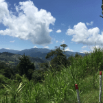 ¿Qué piden algunos alcaldes (as) del Suroeste para mejorar la seguridad en sus municipios?