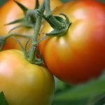 Angelópolis le apuesta al desarrollo del campo