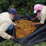 ¿Necesita trabajo? Los cafeteros del Suroeste buscan recolectores
