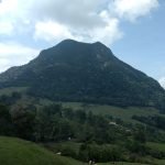 Dato del día – ¿Cuántas especies de fauna hay en la reserva Cerro Bravo?