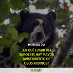 Dato del día – ¿En qué lugar del Suroeste hay mayor avistamiento de osos andinos?