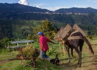 Autoabastecimiento agropecuario en los municipios