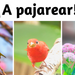 eBird, una herramienta para disfrutar los sonidos de aves colombianas