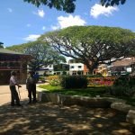 Dato del día – ¿A qué especie del Suroeste le llaman «el árbol de la lluvia»?