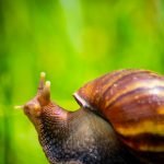 Aprenda a identificar el caracol africano y cómo controlarlo