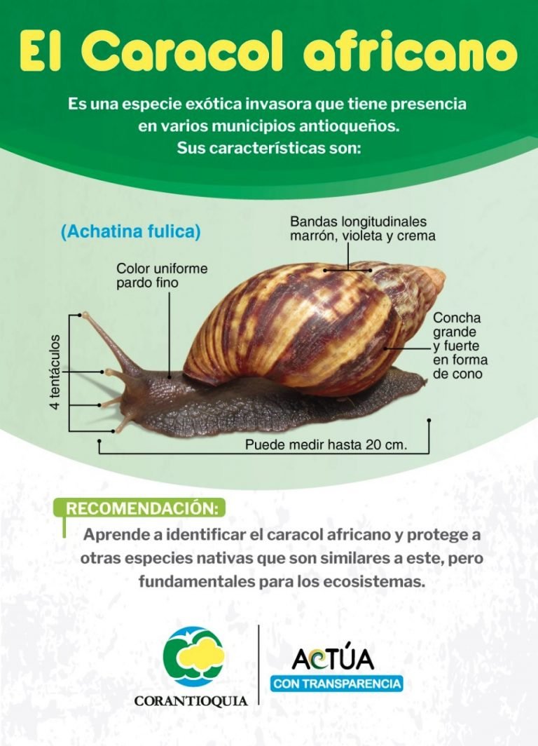 Aprenda a identificar el caracol africano y cómo controlarlo