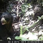 ¡Buscando agüita! Así fue avistado oso de antojos en Salgar