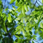 Árboles que ahogan el fuego. La Naturaleza: el aula. Los Árboles: mis compañeros