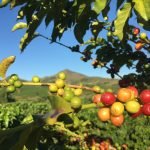Cosecha cafetera: a punto de iniciar
