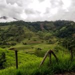 Mejorar el sector cafetero: alianza para buenas prácticas ambientales