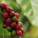 ¡Se requieren recolectores de café en Betulia!