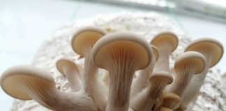 Paisa Orellanas, una apuesta por la agricultura orgánica y la seguridad alimentaria en Amagá