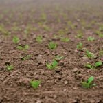 El Suroeste sabe a café… a cacao, naranja, gulupa, aguacate, banano