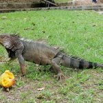 Dos iguanas adultas fueron encontradas –y posteriormente liberadas– en Hispania