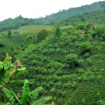 Inscripciones abiertas para la Especialización en Café de la Universidad de Antioquia