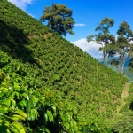 Retos en la cosecha cafetera