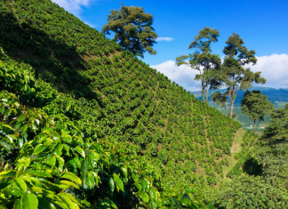 Retos en la cosecha cafetera