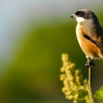Balance Semana por la Paz