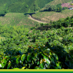 Licenciamiento Ambiental en la agroindustria y los monocultivos