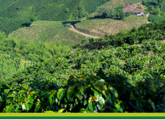 Licenciamiento Ambiental en la agroindustria y los monocultivos