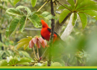 Afectaciones a perpetuidad de la minería metálica