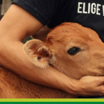 Era ganadero y ahora soy vegano: la historia de un santuario vegano en el Suroeste de Antioquia