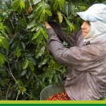 Entre 40 y 50 mil recolectores llegarían al Suroeste antioqueño