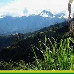 Mis años en San Gregorio (Alfonso López), vistos por el niño que llevo dentro