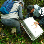 En el Suroeste habita el primer Coatí rastreado con un collar de telemetría