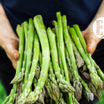 Producción agroecológica de espárragos verdes en Jardín