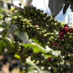 Convocatorias y oportunidades para los caficultores de la región